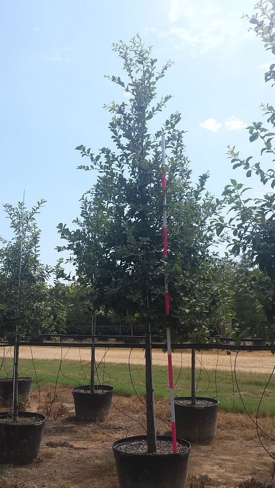 quercus-polymorpha-polymorpha-oak-monterrey-oak-mexican-white-oak