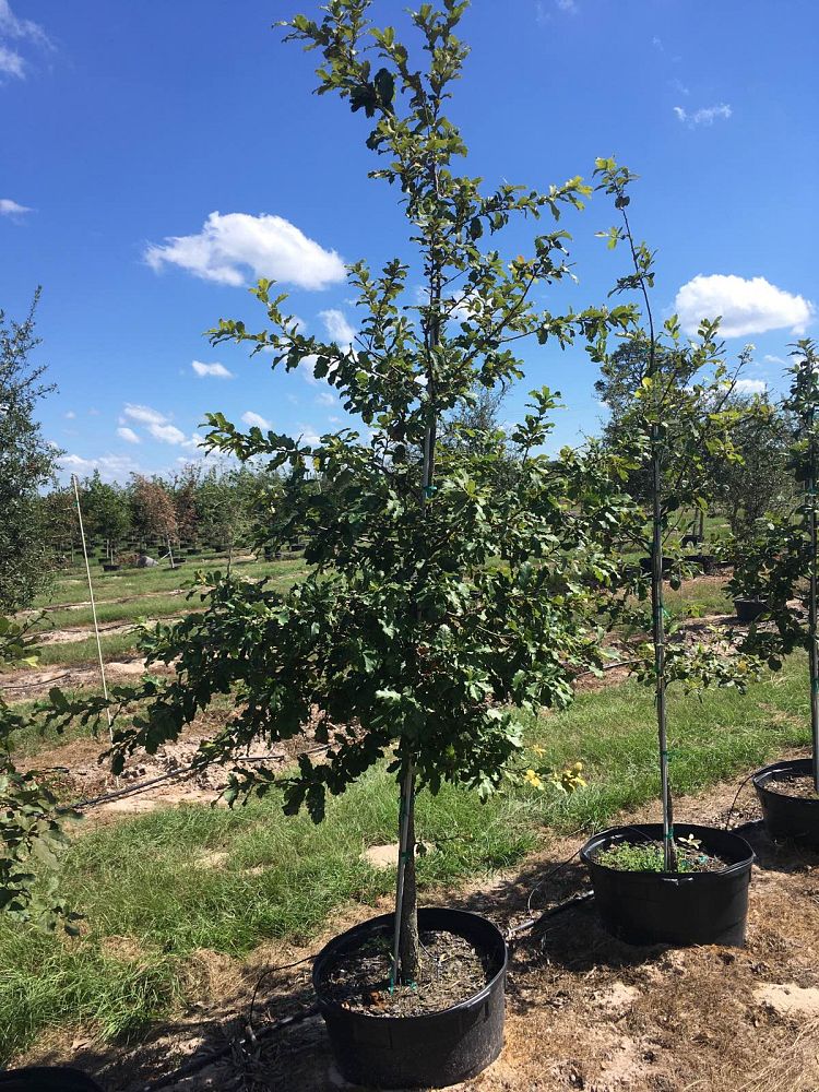 quercus-polymorpha-polymorpha-oak-monterrey-oak-mexican-white-oak