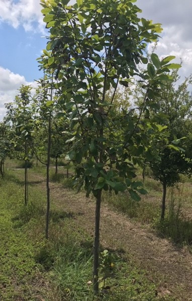 quercus-polymorpha-polymorpha-oak-monterrey-oak-mexican-white-oak