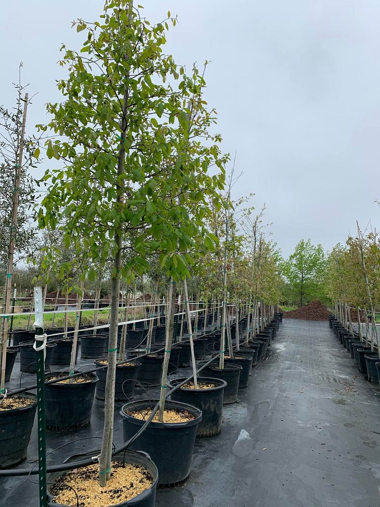 quercus-polymorpha-polymorpha-oak-monterrey-oak-mexican-white-oak
