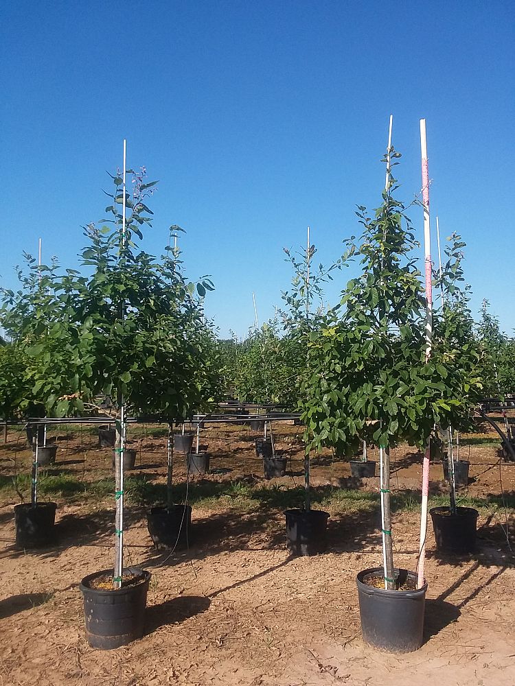 quercus-polymorpha-polymorpha-oak-monterrey-oak-mexican-white-oak
