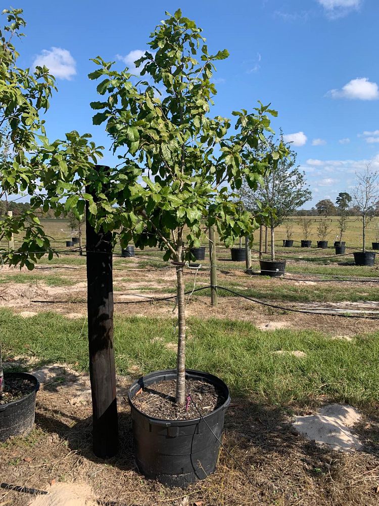 quercus-polymorpha-polymorpha-oak-monterrey-oak-mexican-white-oak