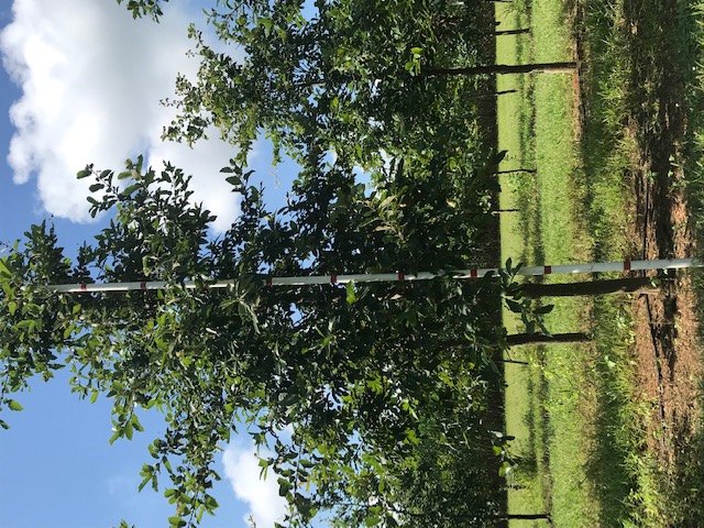 quercus-polymorpha-polymorpha-oak-monterrey-oak-mexican-white-oak