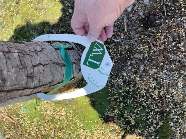 quercus-polymorpha-polymorpha-oak-monterrey-oak-mexican-white-oak