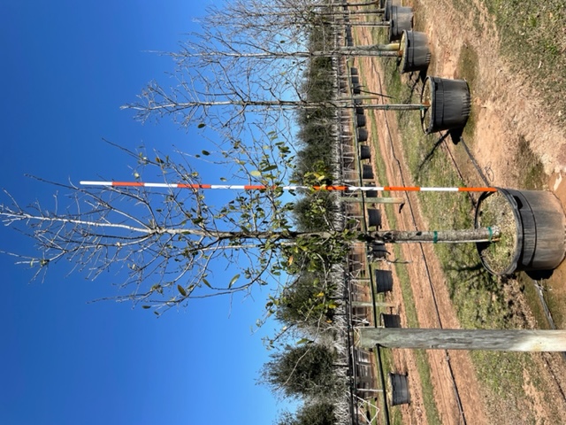 quercus-polymorpha-polymorpha-oak-monterrey-oak-mexican-white-oak