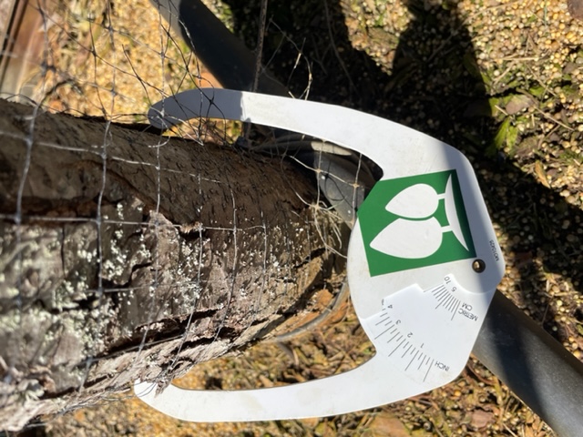 quercus-polymorpha-polymorpha-oak-monterrey-oak-mexican-white-oak