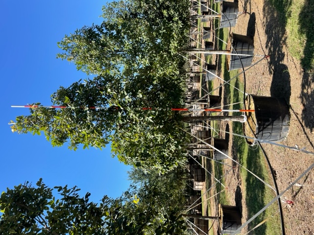 quercus-polymorpha-polymorpha-oak-monterrey-oak-mexican-white-oak