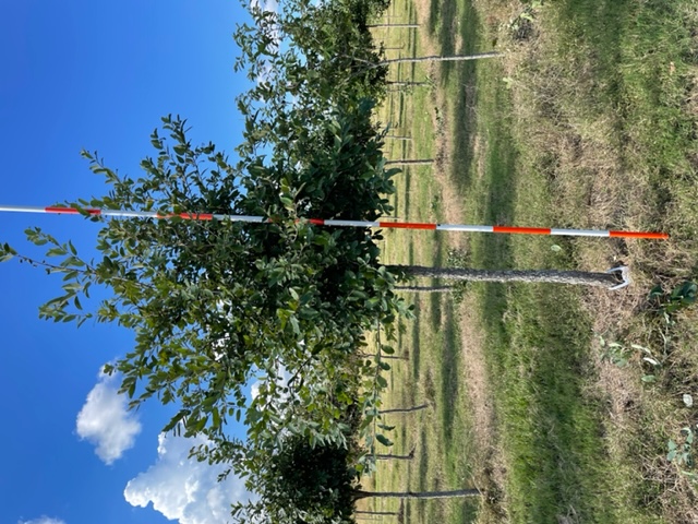 quercus-polymorpha-polymorpha-oak-monterrey-oak-mexican-white-oak
