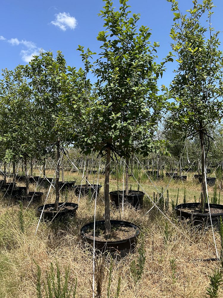 quercus-polymorpha-polymorpha-oak-monterrey-oak-mexican-white-oak