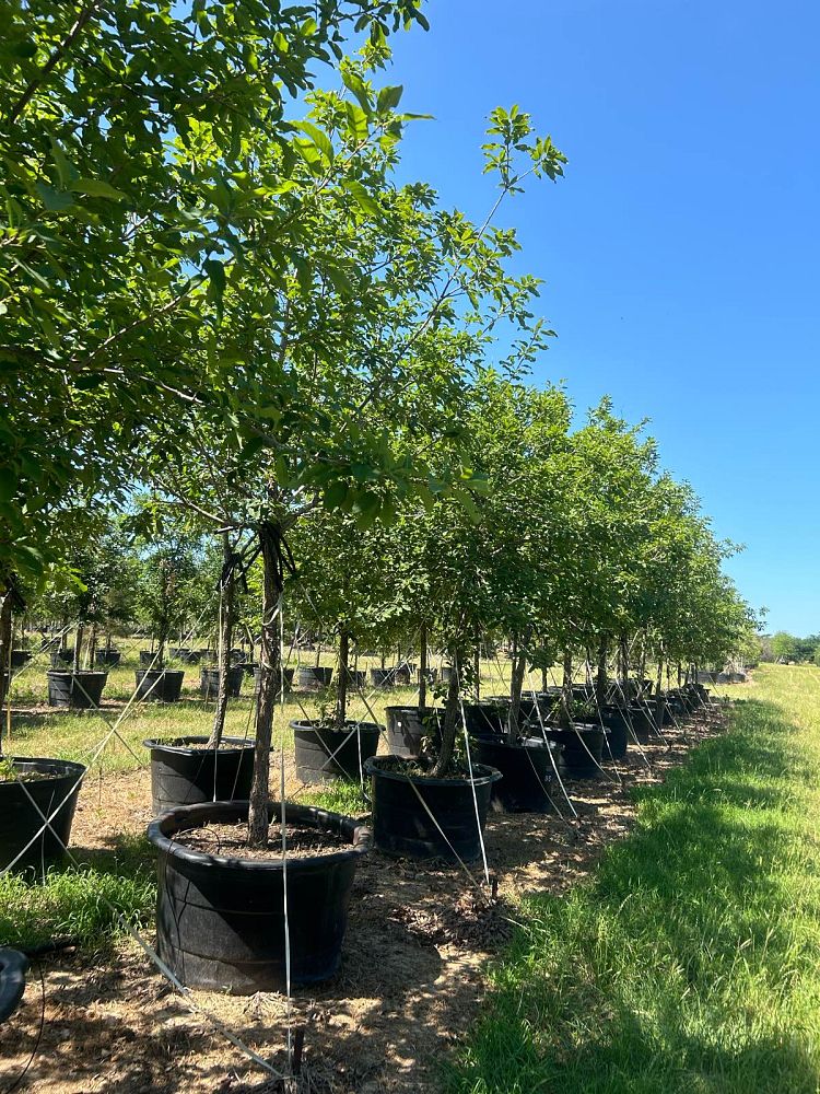 quercus-polymorpha-polymorpha-oak-monterrey-oak-mexican-white-oak