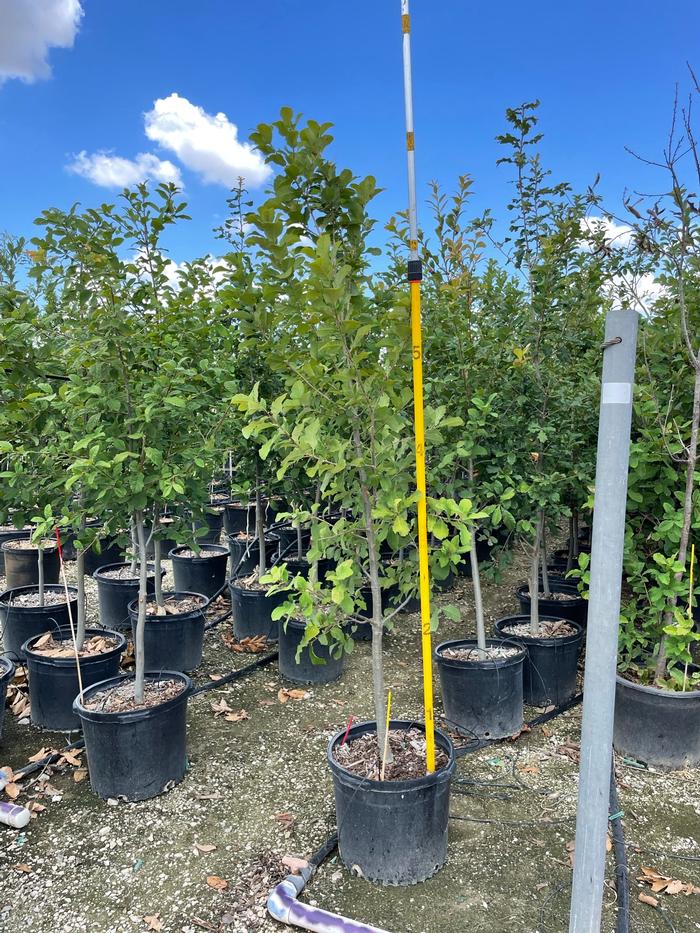 quercus-polymorpha-polymorpha-oak-monterrey-oak-mexican-white-oak