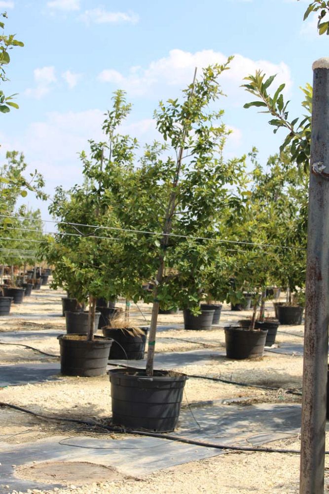 quercus-polymorpha-polymorpha-oak-monterrey-oak-mexican-white-oak