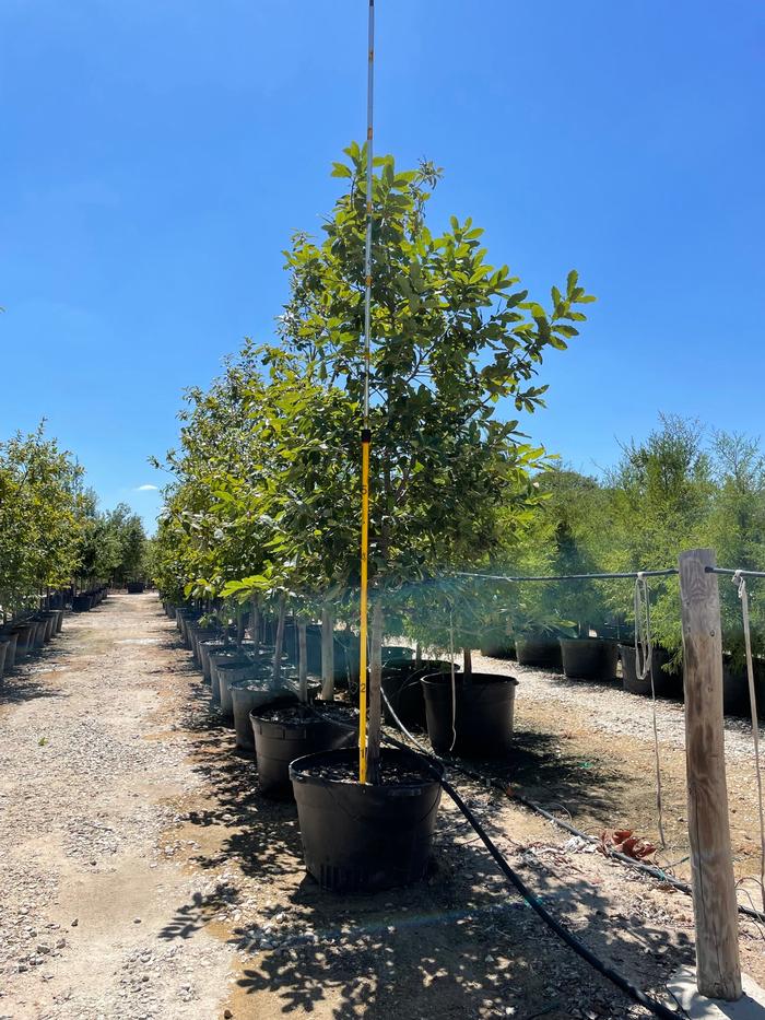 quercus-polymorpha-polymorpha-oak-monterrey-oak-mexican-white-oak