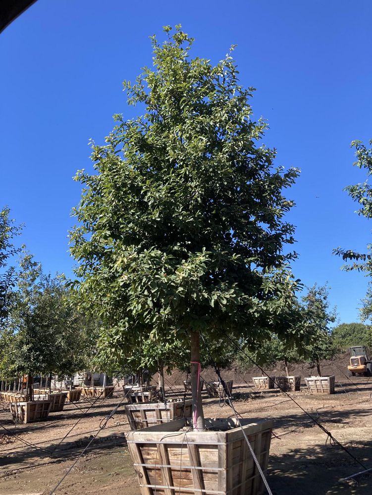 quercus-polymorpha-polymorpha-oak-monterrey-oak-mexican-white-oak