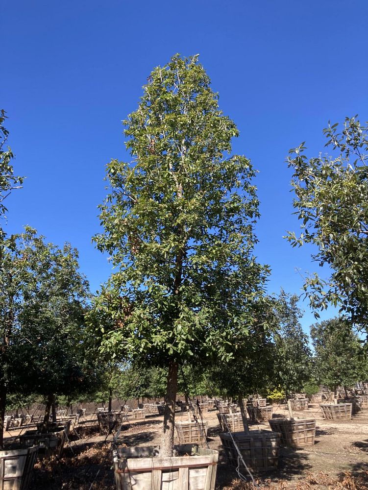 quercus-polymorpha-polymorpha-oak-monterrey-oak-mexican-white-oak