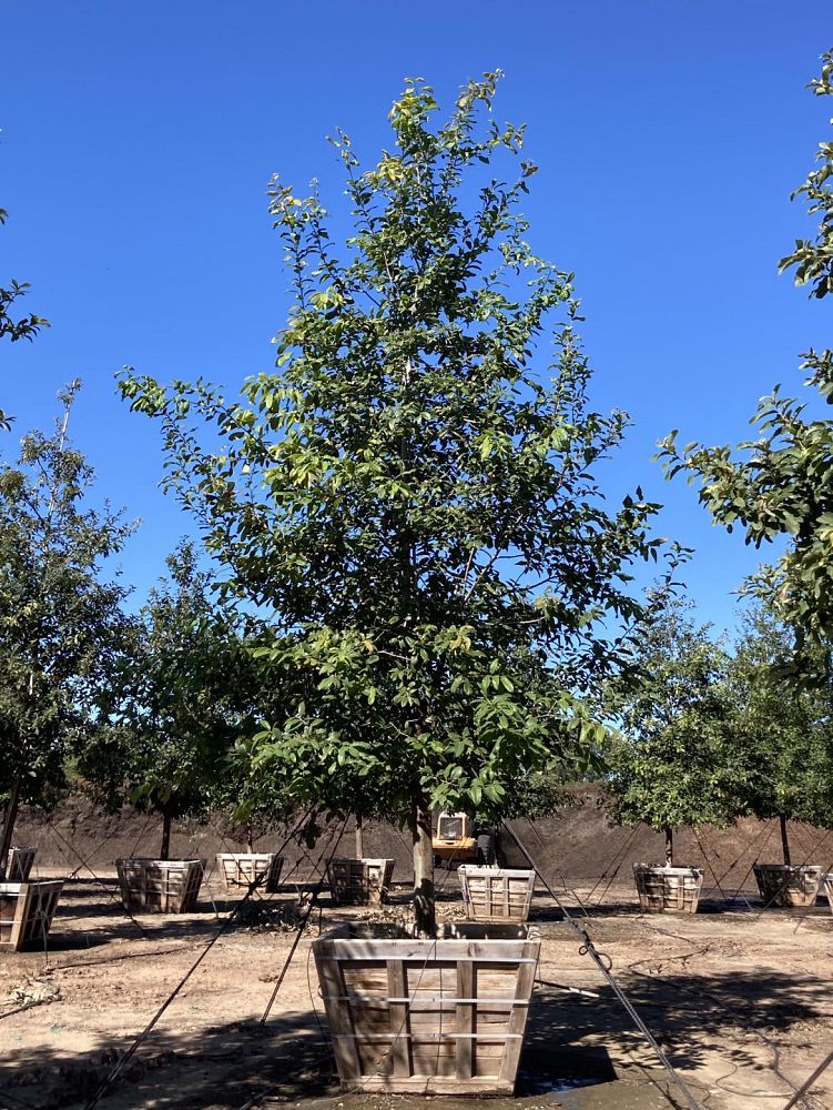quercus-polymorpha-polymorpha-oak-monterrey-oak-mexican-white-oak