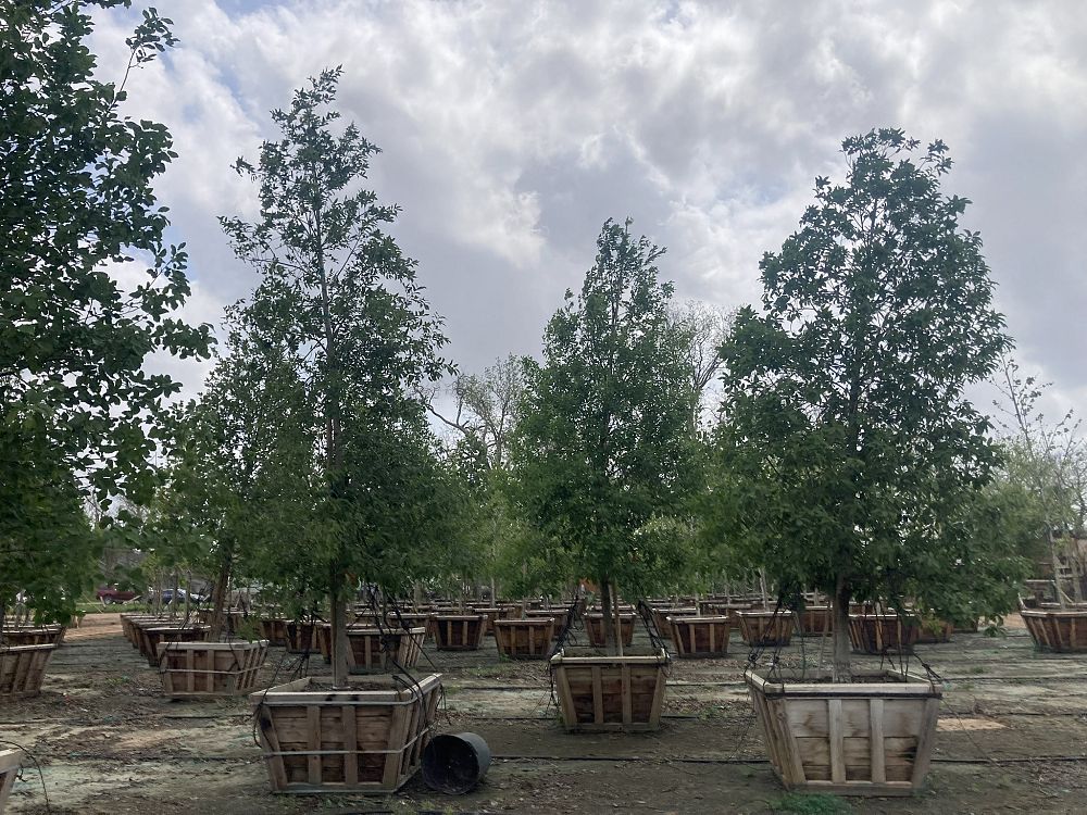 quercus-polymorpha-polymorpha-oak-monterrey-oak-mexican-white-oak