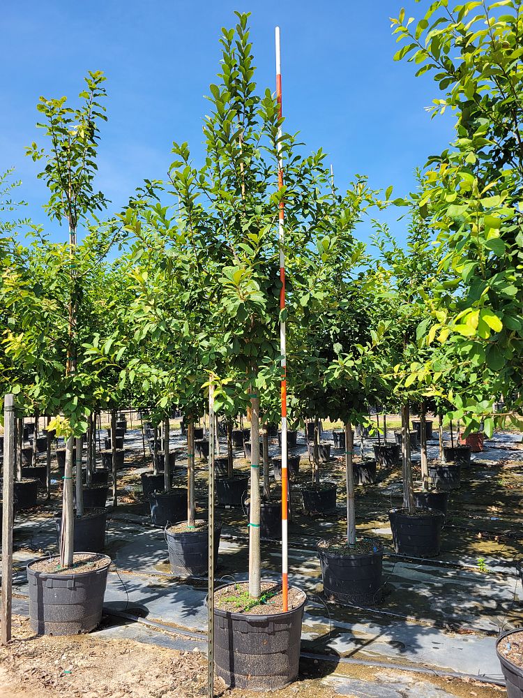 quercus-polymorpha-polymorpha-oak-monterrey-oak-mexican-white-oak