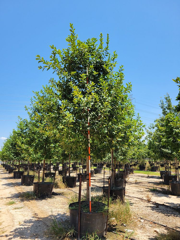 quercus-polymorpha-polymorpha-oak-monterrey-oak-mexican-white-oak