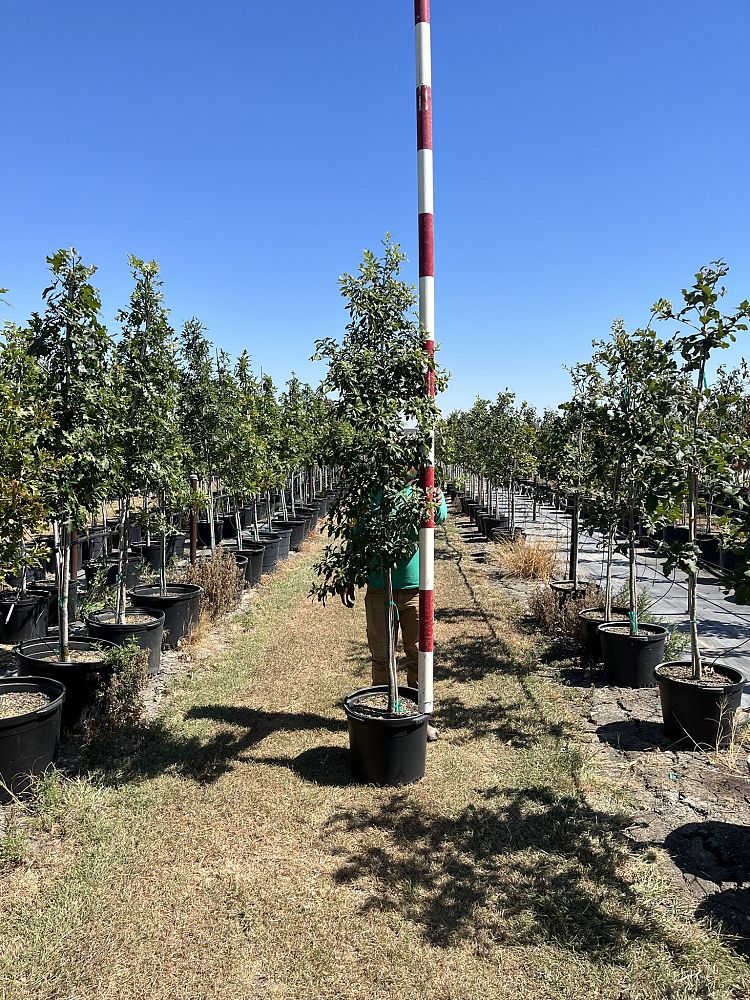 quercus-polymorpha-polymorpha-oak-monterrey-oak-mexican-white-oak