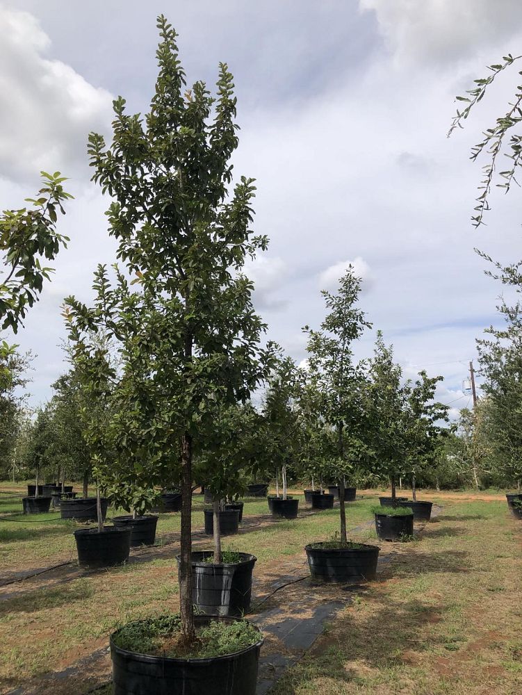 quercus-polymorpha-polymorpha-oak-monterrey-oak-mexican-white-oak