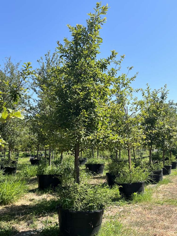 quercus-polymorpha-polymorpha-oak-monterrey-oak-mexican-white-oak