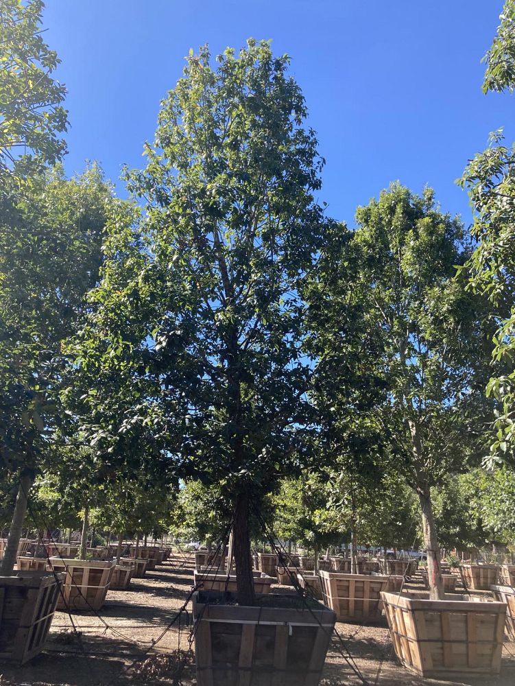 quercus-polymorpha-polymorpha-oak-monterrey-oak-mexican-white-oak