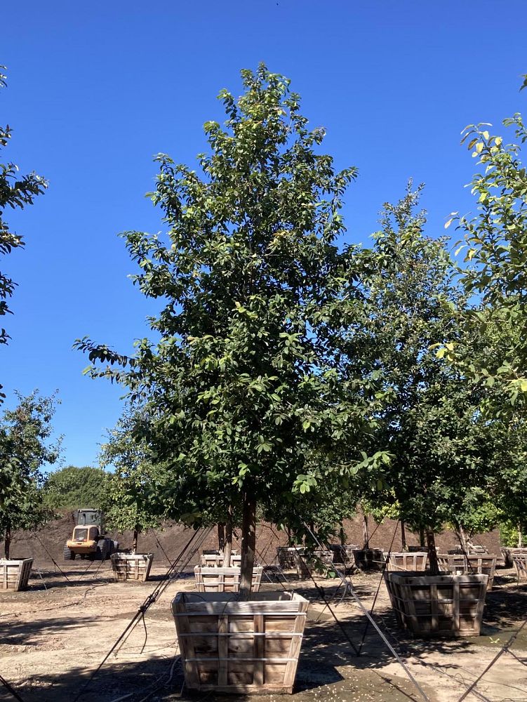 quercus-polymorpha-polymorpha-oak-monterrey-oak-mexican-white-oak