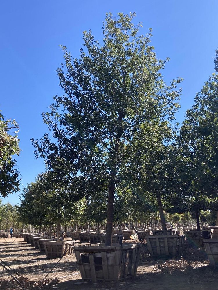 quercus-polymorpha-polymorpha-oak-monterrey-oak-mexican-white-oak