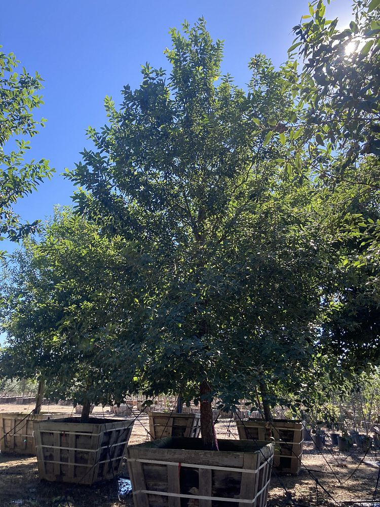 quercus-polymorpha-polymorpha-oak-monterrey-oak-mexican-white-oak