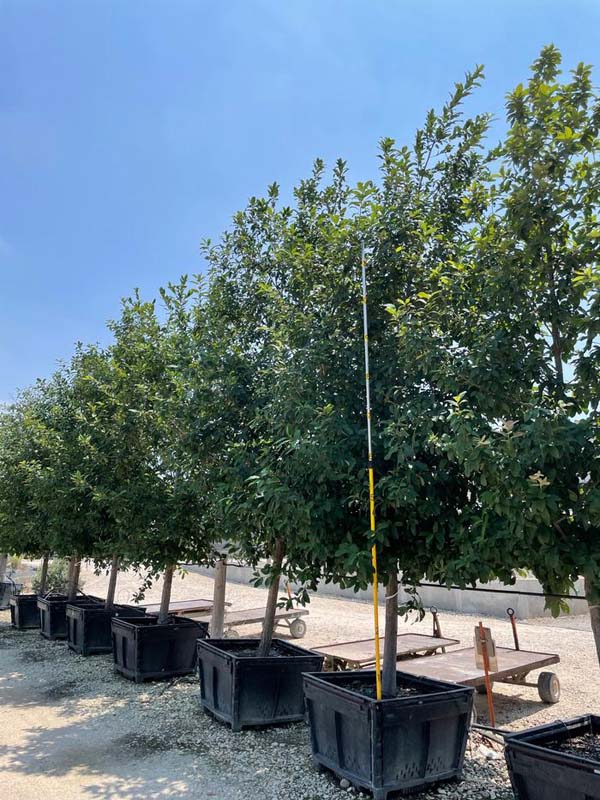 quercus-polymorpha-polymorpha-oak-monterrey-oak-mexican-white-oak