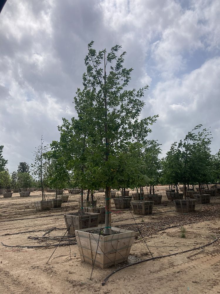 quercus-polymorpha-polymorpha-oak-monterrey-oak-mexican-white-oak