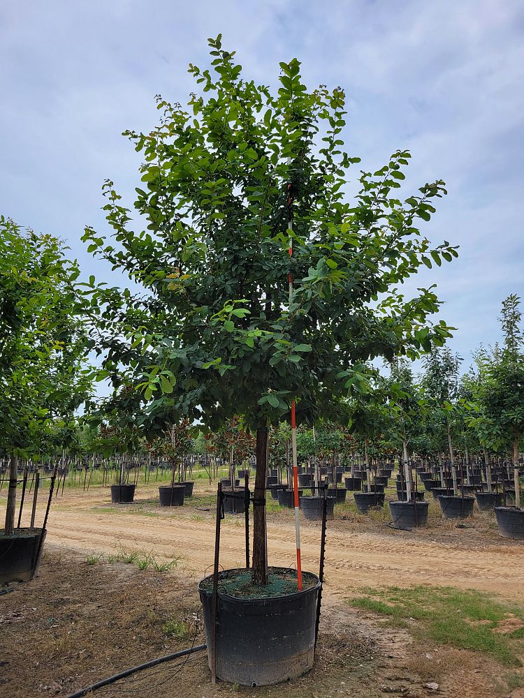 quercus-polymorpha-polymorpha-oak-monterrey-oak-mexican-white-oak