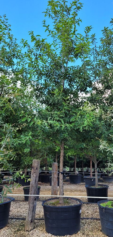 quercus-polymorpha-polymorpha-oak-monterrey-oak-mexican-white-oak