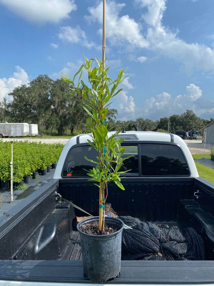 quercus-pumila-runner-oak