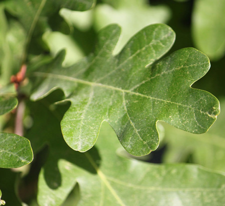 quercus-robur-x-q-alba-crimschmidt-crimson-spire-trade-oak