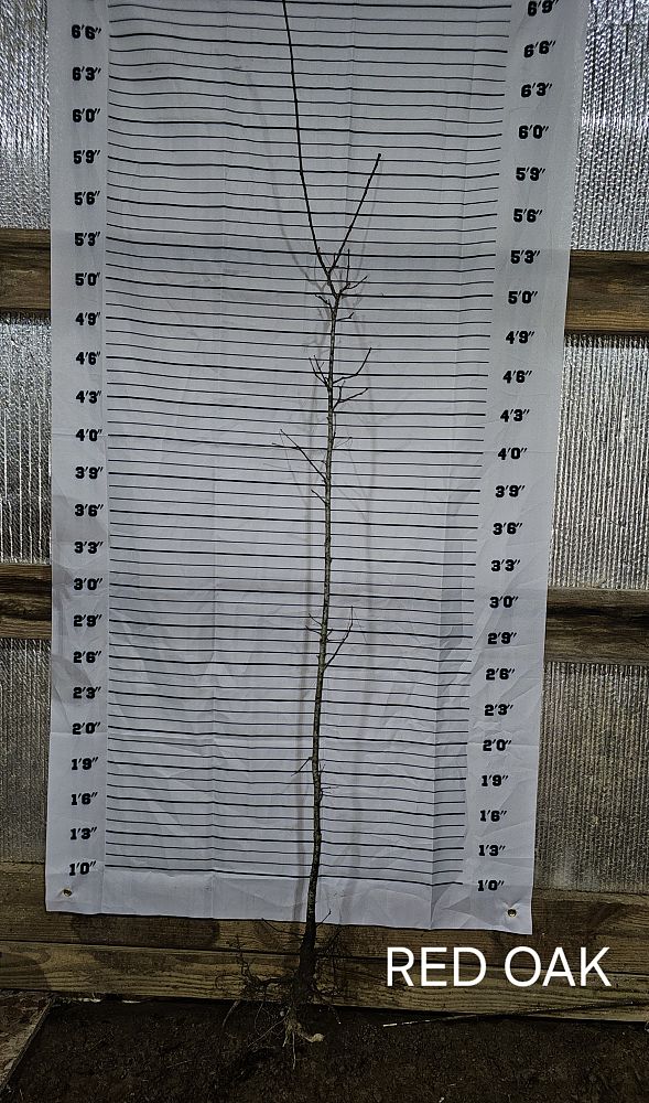 quercus-rubra-ambigua-northern-red-oak-quercus-borealis