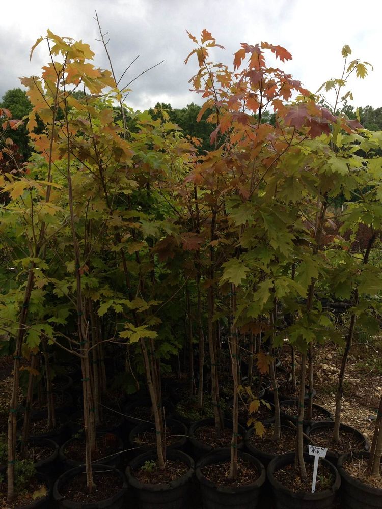 quercus-rubra-northern-red-oak-quercus-borealis