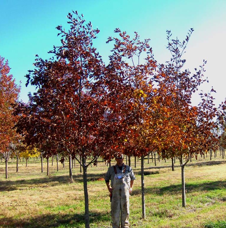 quercus-rubra-northern-red-oak-quercus-borealis