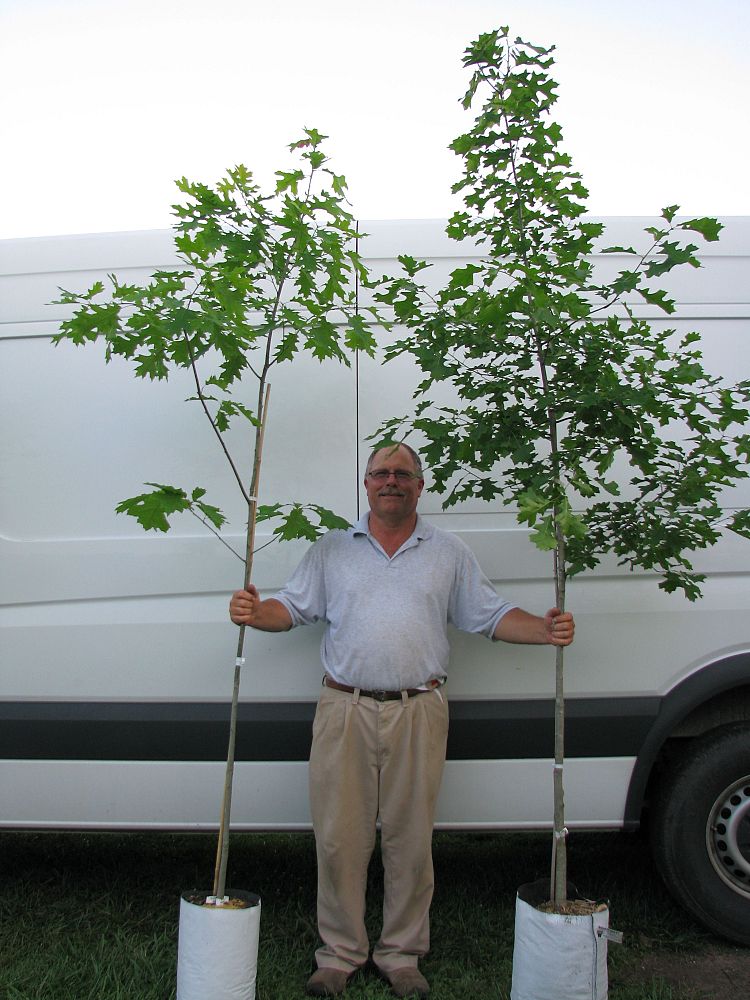 quercus-rubra-northern-red-oak-quercus-borealis