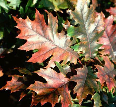 quercus-rubra-northern-red-oak-quercus-borealis