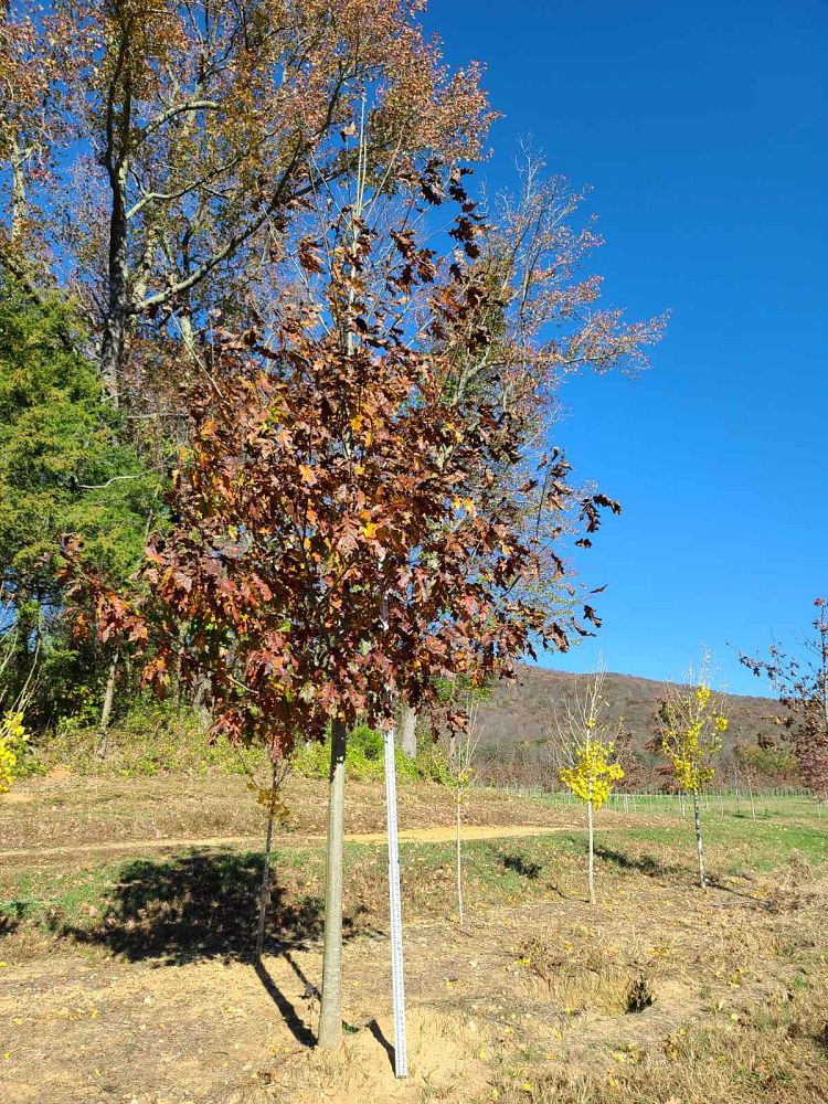 quercus-rubra-northern-red-oak-quercus-borealis