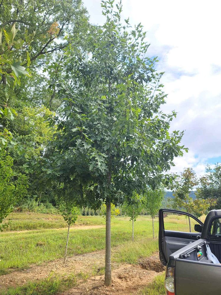 quercus-rubra-northern-red-oak-quercus-borealis