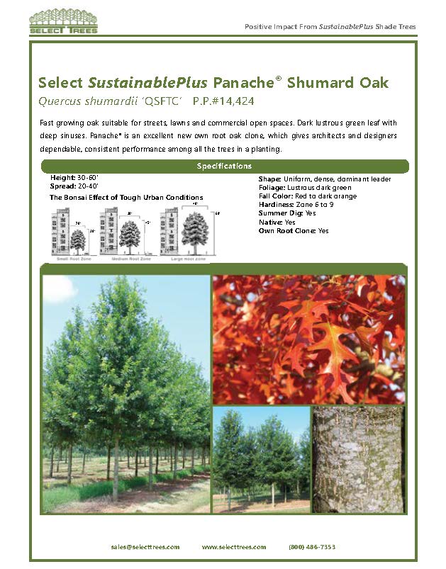 quercus-shumardii-qsftc-panache-shumard-oak