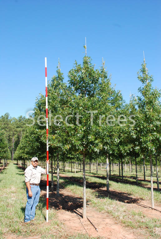 quercus-shumardii-qsftc-panache-shumard-oak