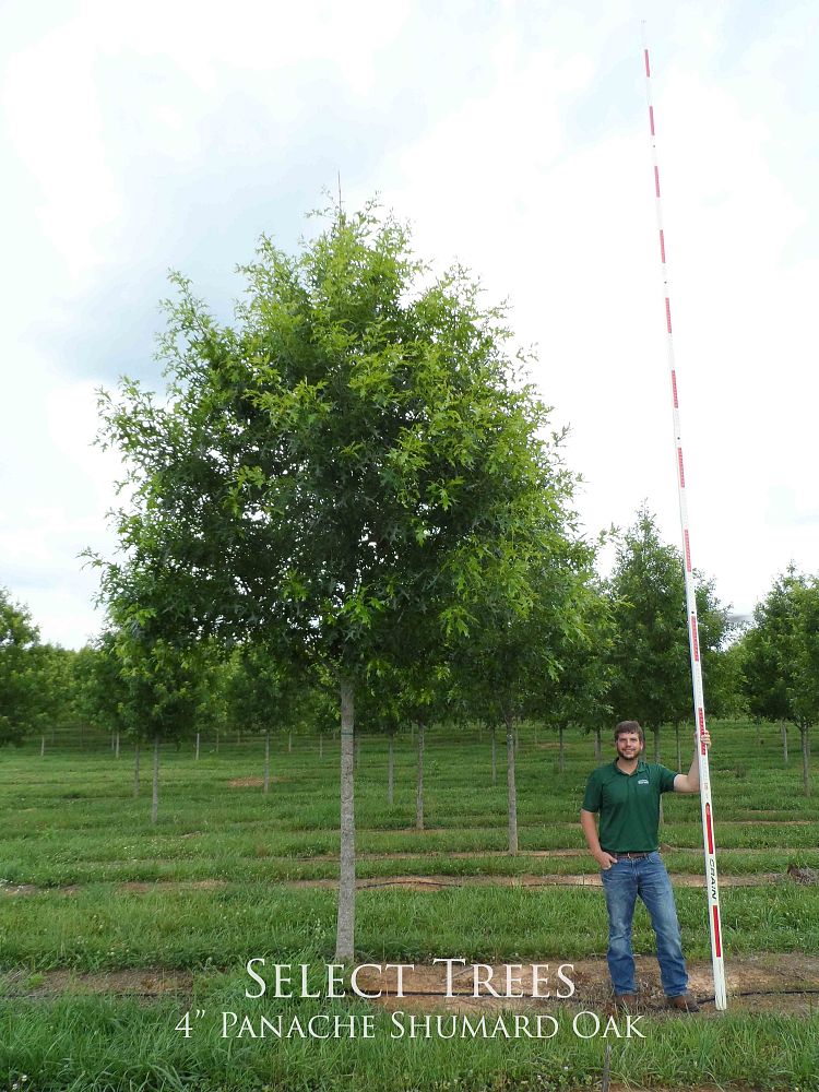 quercus-shumardii-qsftc-panache-shumard-oak