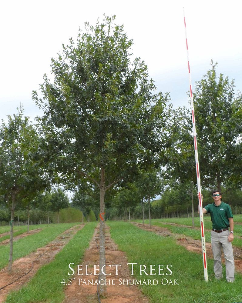 quercus-shumardii-qsftc-panache-shumard-oak