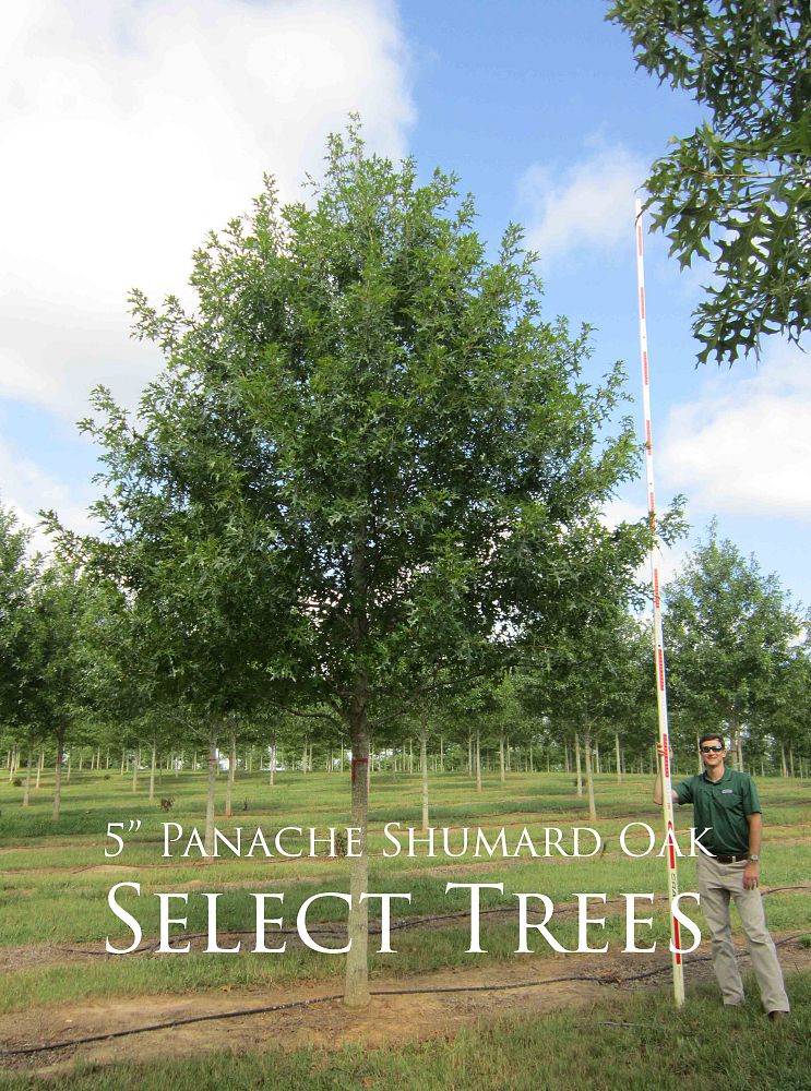 quercus-shumardii-qsftc-panache-shumard-oak