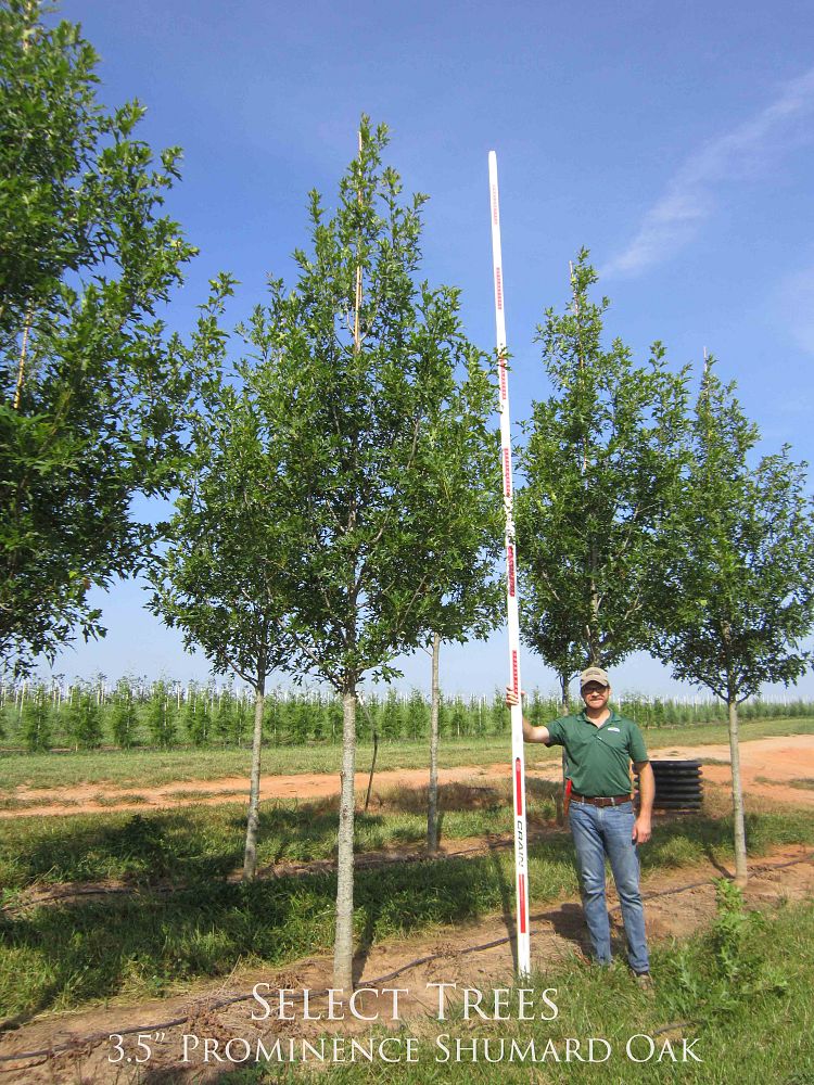 quercus-shumardii-qssth-prominence-shumard-oak