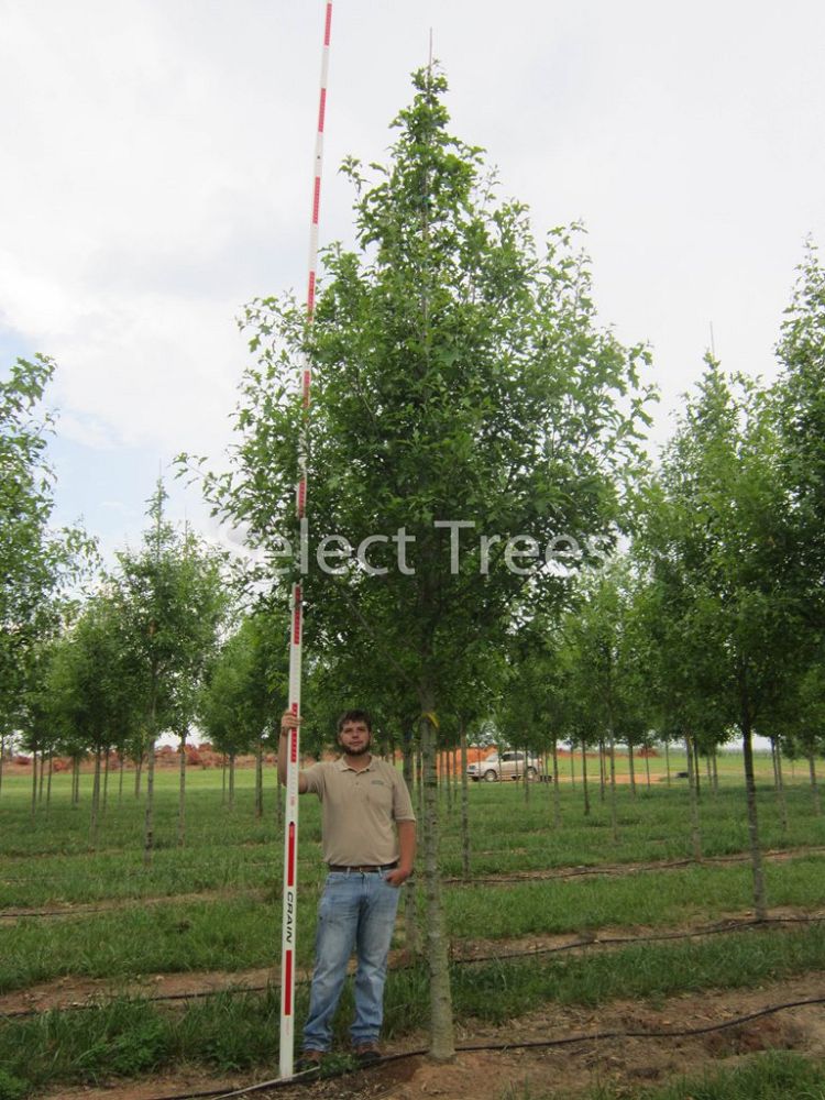 quercus-shumardii-qssth-prominence-shumard-oak